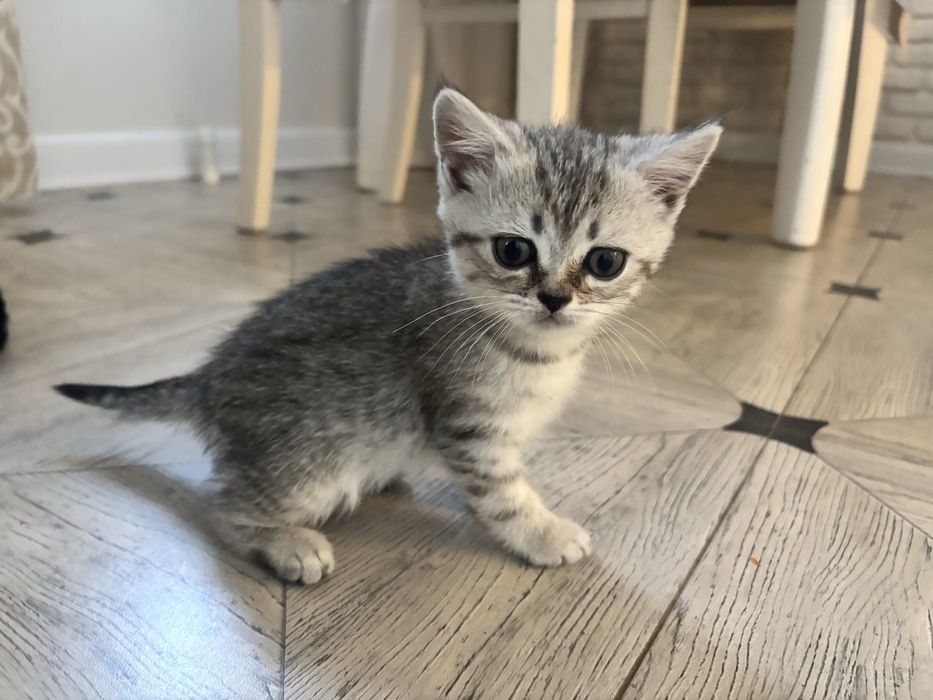 Кошечка девочка британка