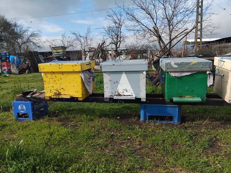 Ofer spre vânzare 3 familii  de albine