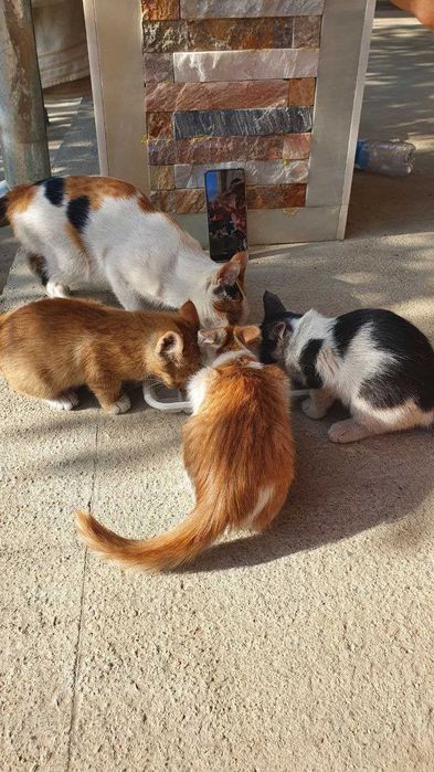 Отдам в хорошие руки, дети Трех-цветки. Меҳрибон қўлларга ҳадя!