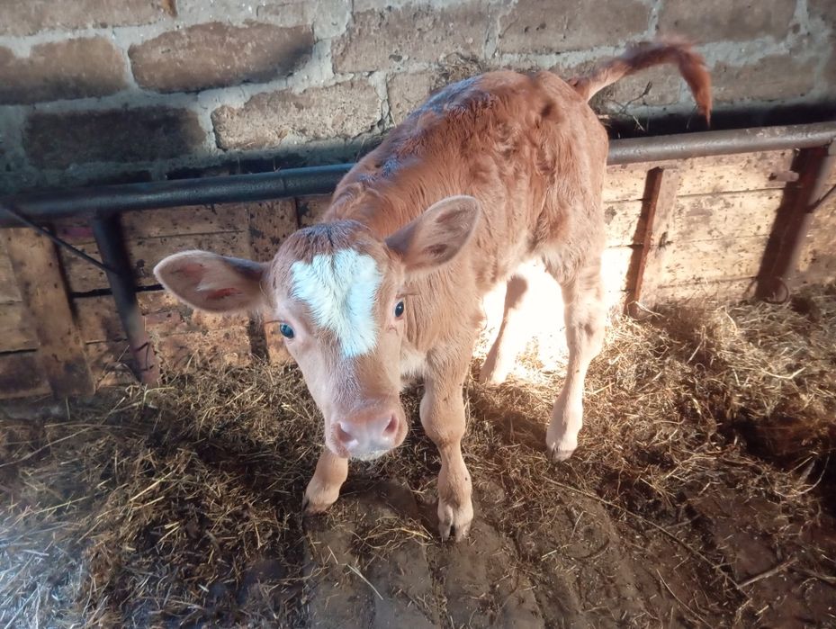 Vând vițel de 3 săptămâni Limuzin