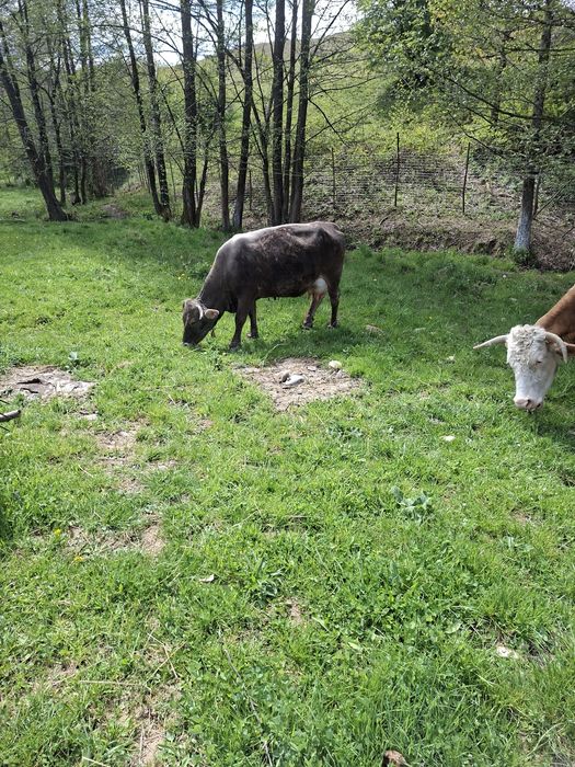 Vând două vaci cu viței