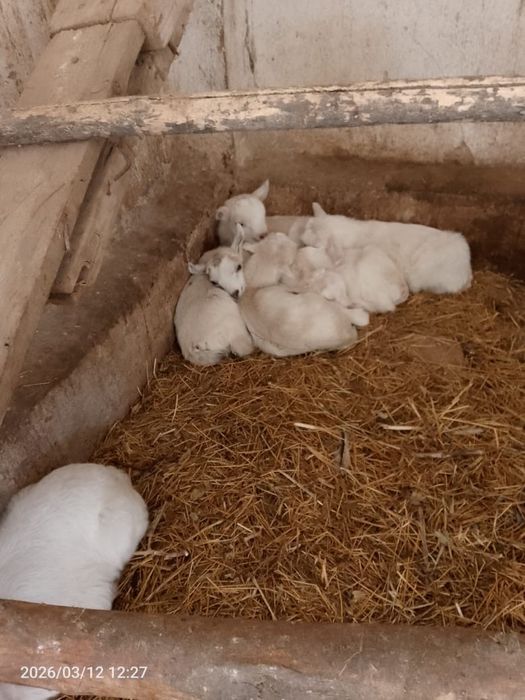 Арзан заанен сүтті ешкілері сатвлады