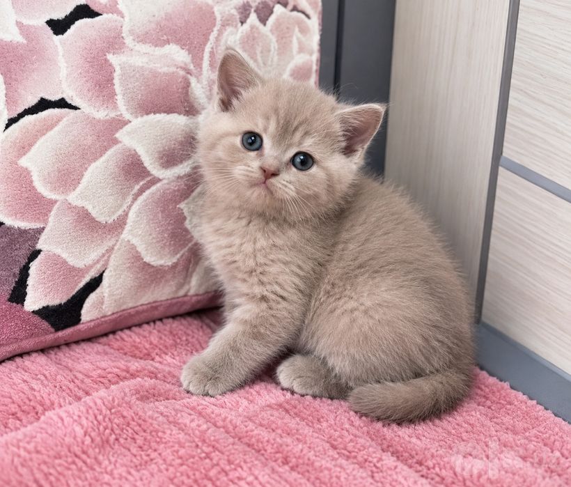 Продаются шотландские котята