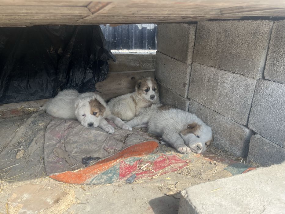 Продается щенки САО девочки.цена одного щенка 60к