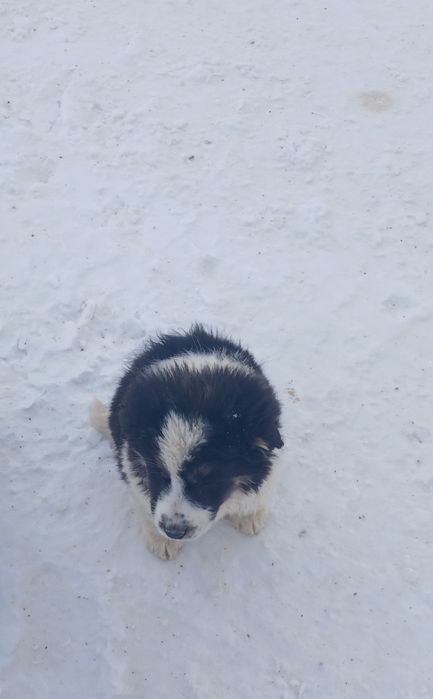 Щенки в добрые руки