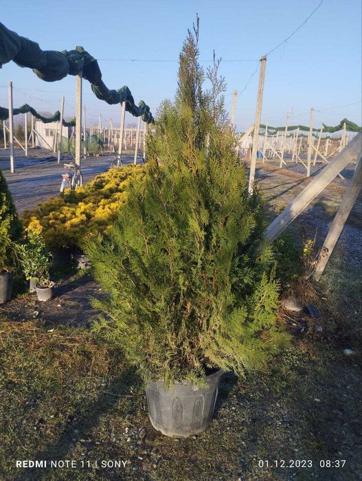 Арча - Archa ОПТИМ !!! 10 хил, 35 минг сўмдан бошлаб 990 минг сумгача