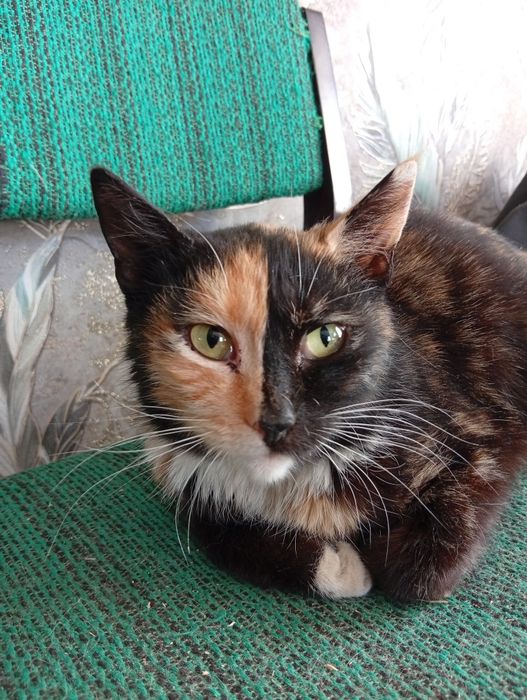 Отдадим котят в добрые руки.