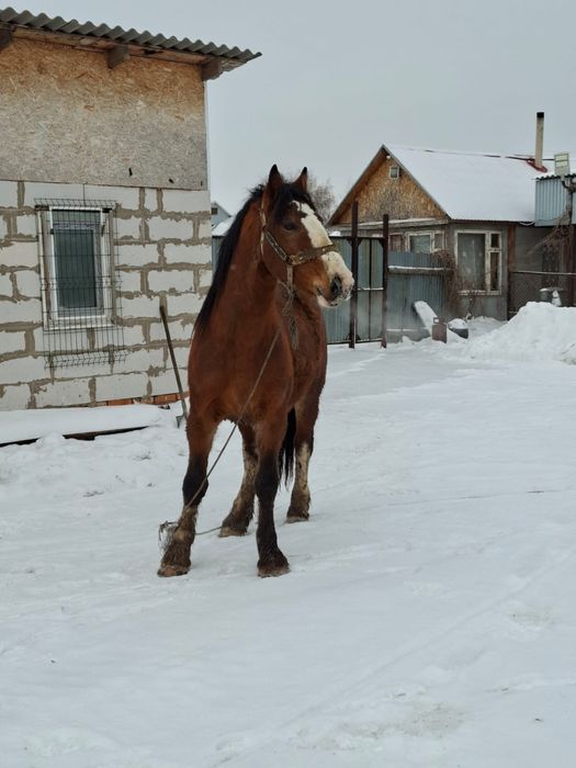 Продам полутяжного жеребца