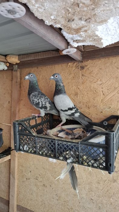 Почтовые голуби чехи