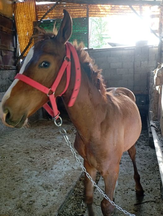 Тай майда 1 Жаска толады