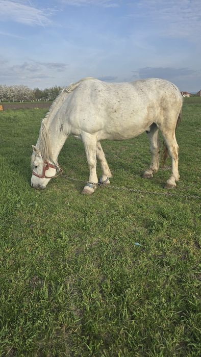 Vând cai, pentru detalii contactați-mă