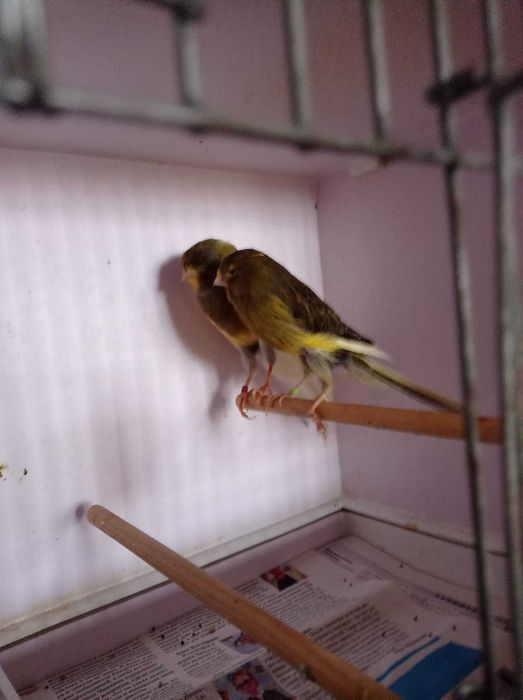 Йоркширская канарейка