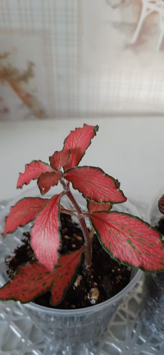 Продам отростки  фитонии