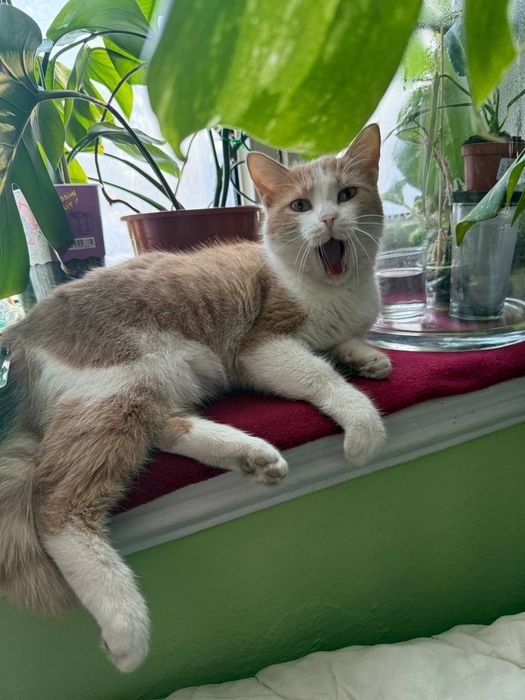 Отдам кошку в добрые руки