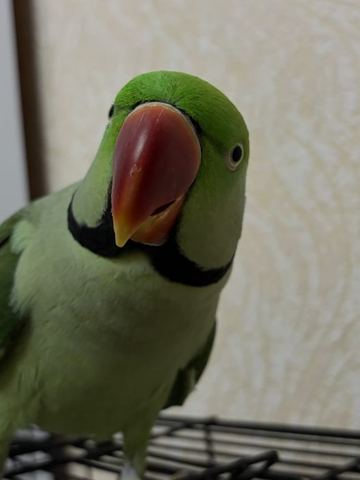 Попугай Александрский ручной