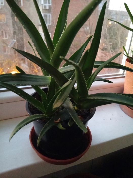 Alloe Vera, plantă 4 ani.