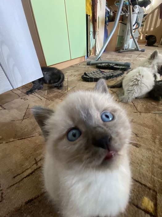 Отдам котят в добрые руки