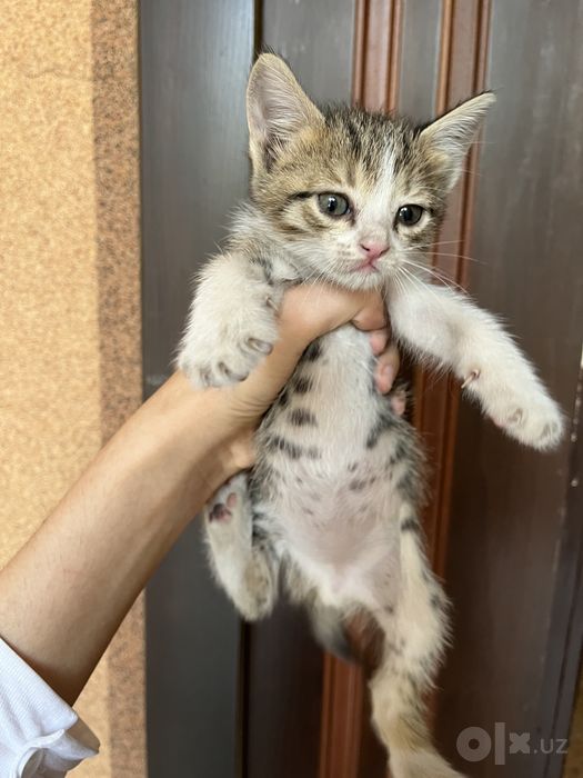 СРОЧНО! Ищем добрые руки для маленьких котят