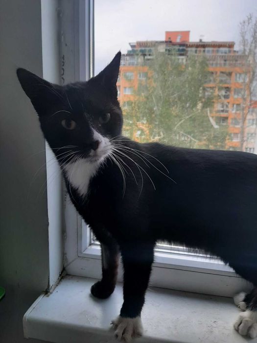 Котета търсят своя дом