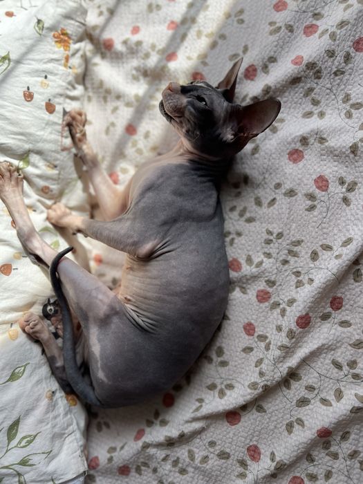 Бронь котят сфинкса