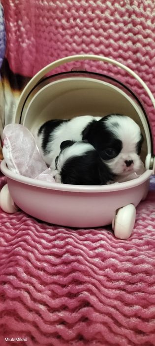 Девочки японского хина.