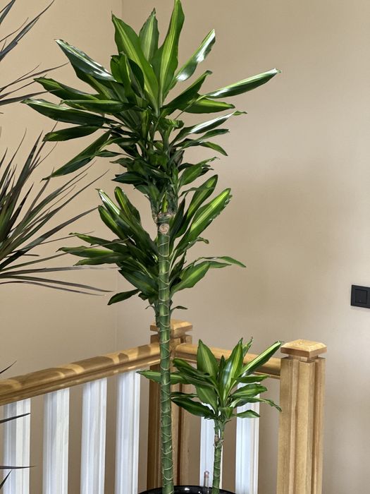 Скидка! Драцена для офисов ресторанов и домов