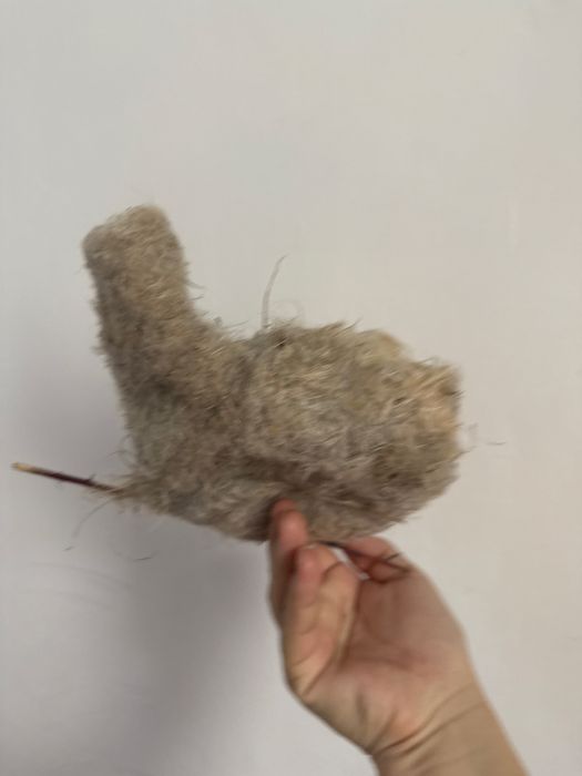 Құрқылтайтың ұясы