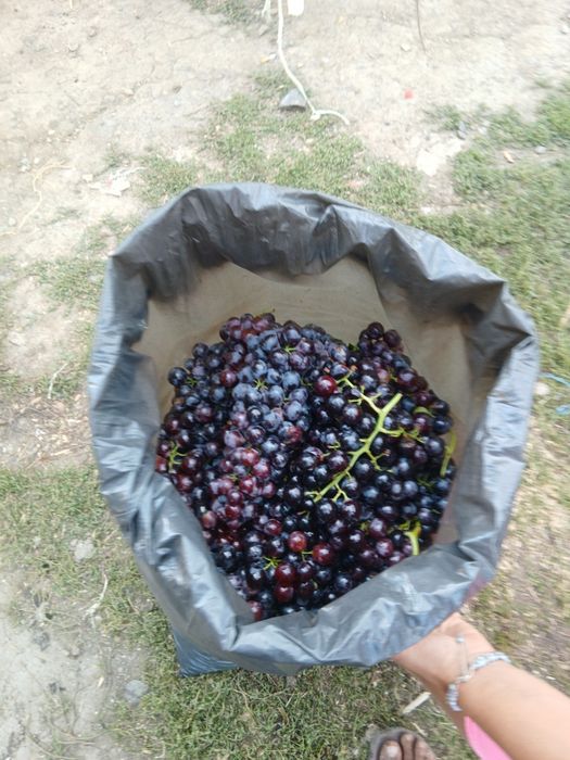 Struguri rosi tămioasă regală