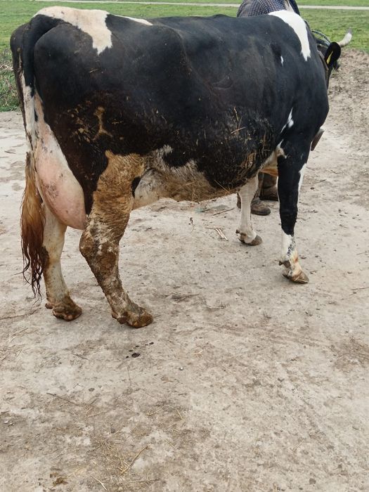 Vacă gestantă de vânzare