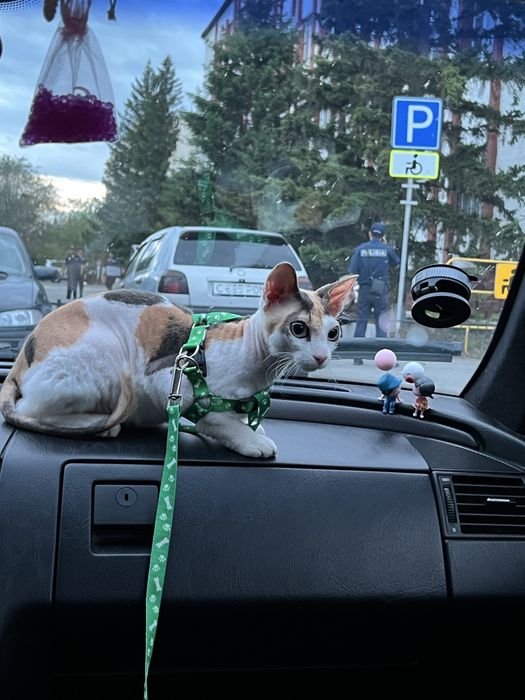 Продам кошечку сфинкса породистая