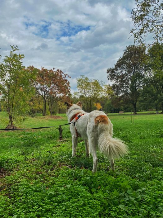Рошаво женско куче търси дом