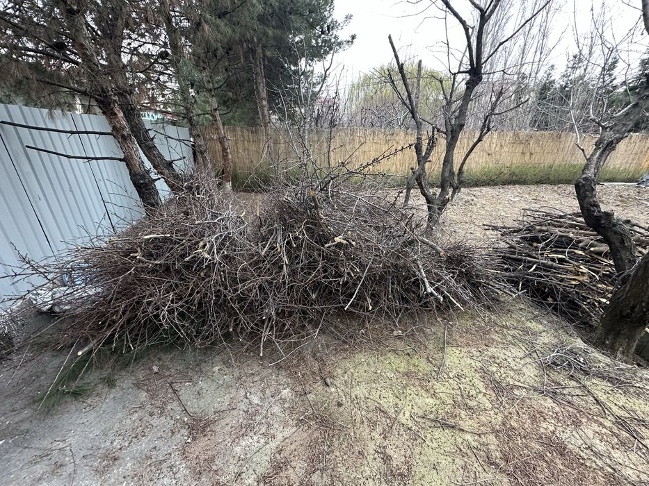 Daraxt shoxlari keb obketsela boldi