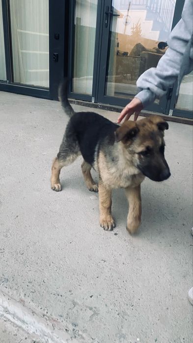 Немецкая овчарка