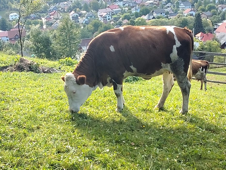 Vand juninca gestantă
