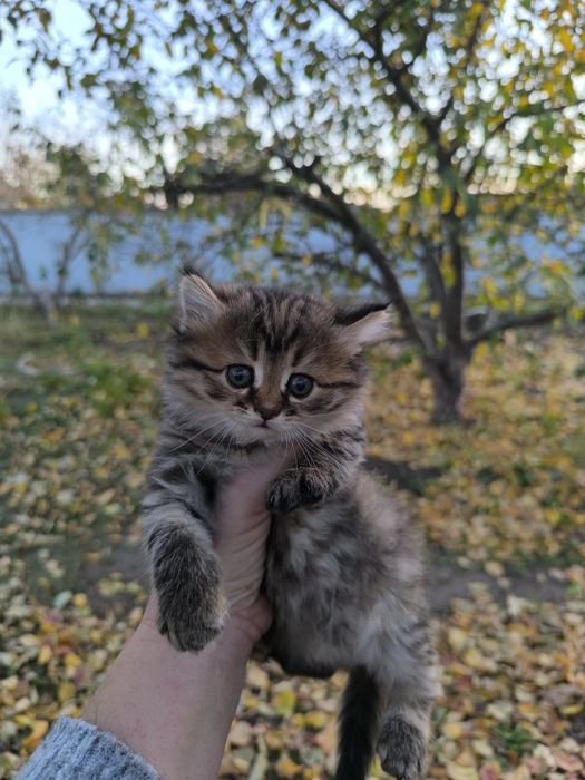Продам очень красивых котят.