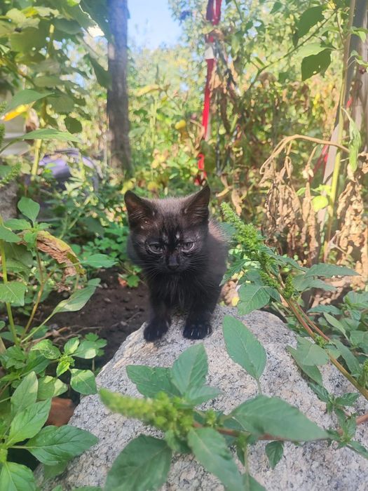 Отдам котят в добрые руки