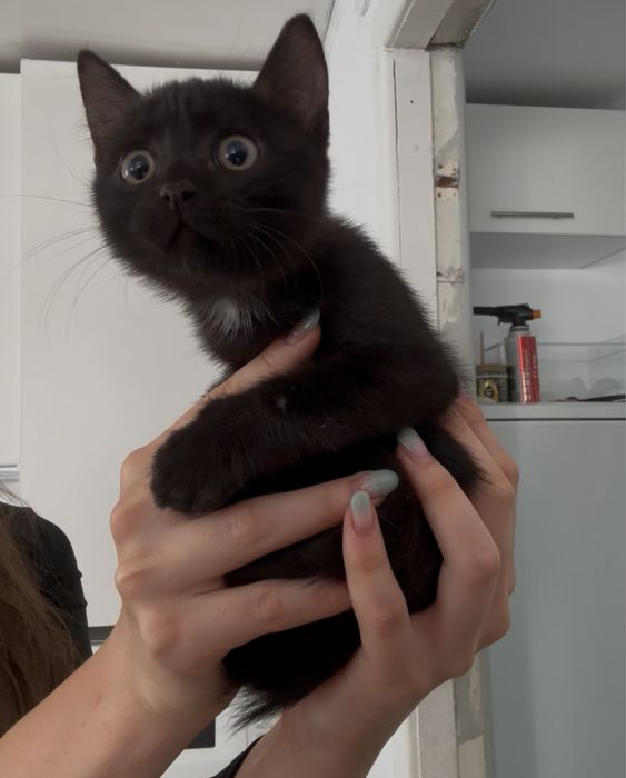 Котенок девочка в добрые руки