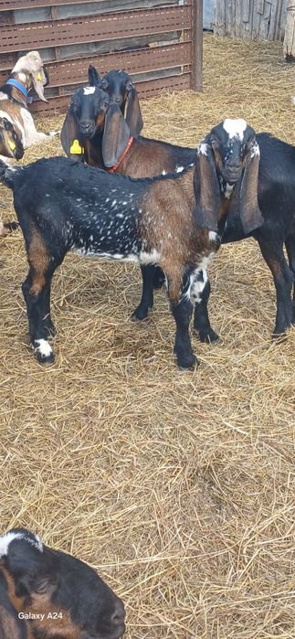 Козлята Нубо Биталы