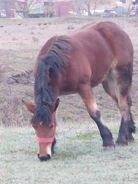 Vand manza de un an!