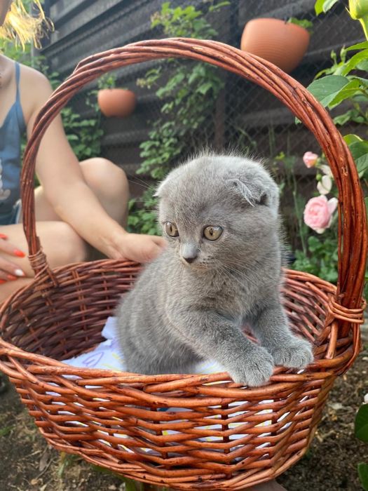 Продам породистых котят