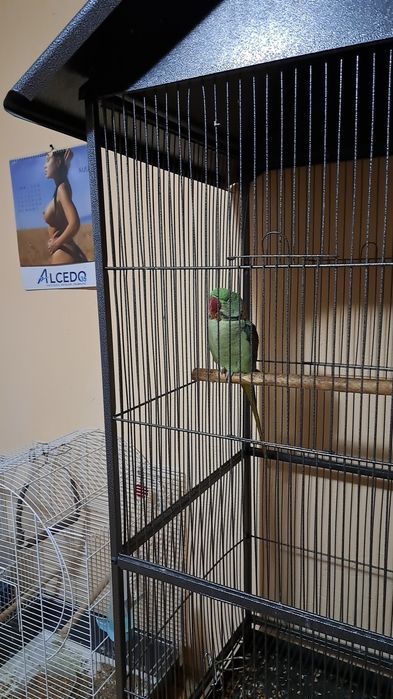 Papagal marele alexandru (accept și schimburi cu papagali blanzi!)