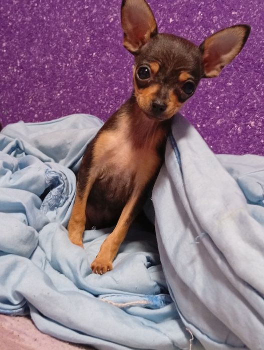 Той терьер щенок