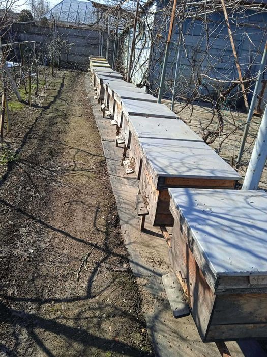 Vând familii de albine