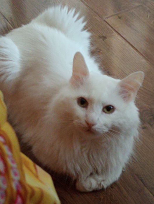 Белый кот Турецкая Ангора