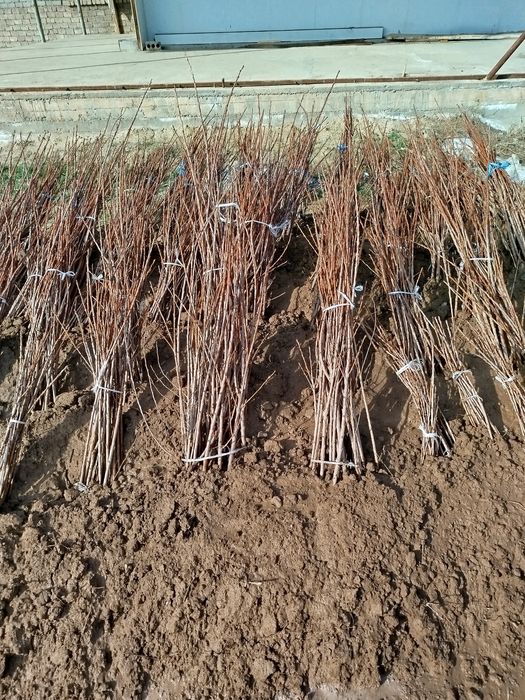 Toshkent viloyati Parkent tumani "Gulbogʻ Burxon"f/x