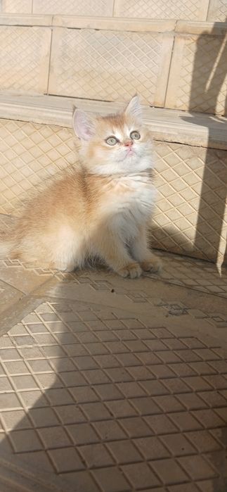 Zalataya shinshila ny11