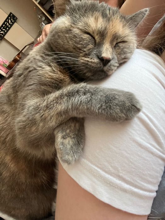 Отдам кошку, 2 года