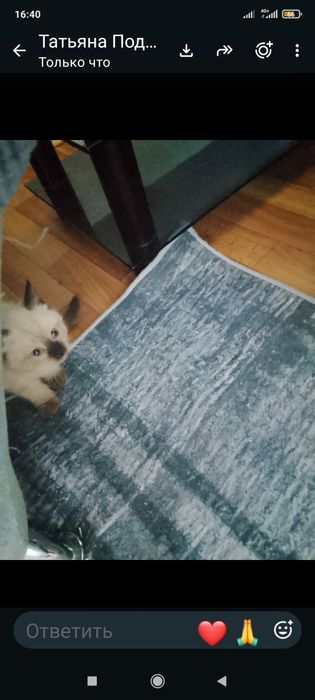 Котенок бесплатно!
