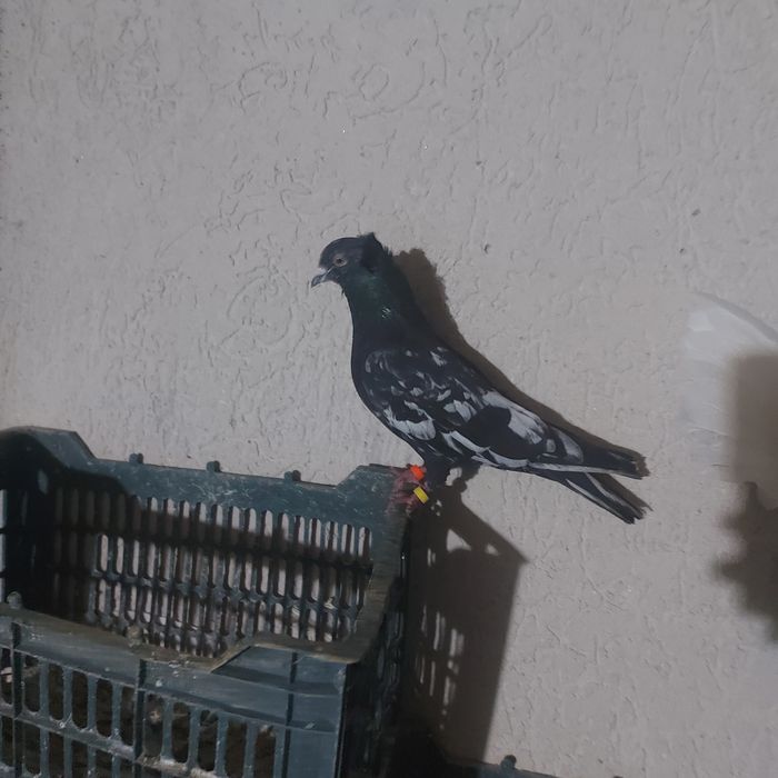 Шалхар самец лет игра винтавой