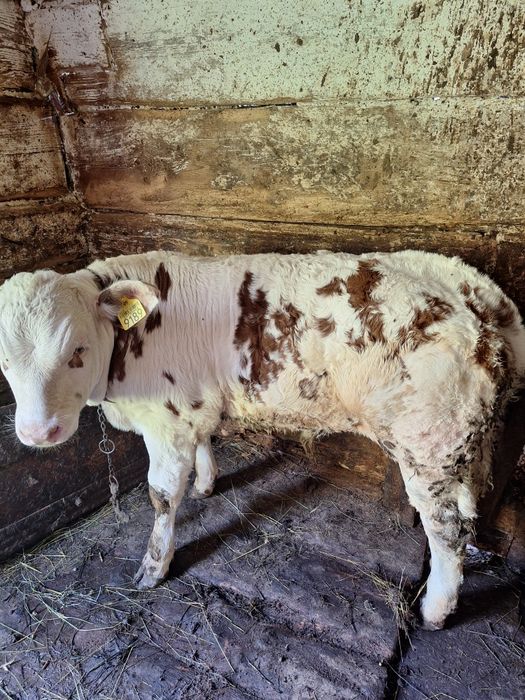De vânzare vițel de 3luni